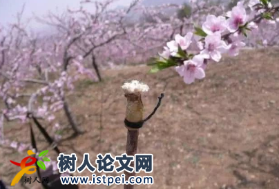 新設(shè)計(jì)的授粉工具可以申請(qǐng)專(zhuān)利嗎